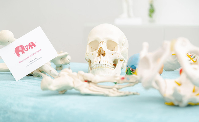 Osteopathie - Skelett